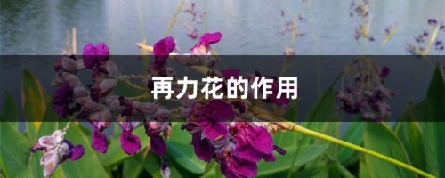 再力花的作用