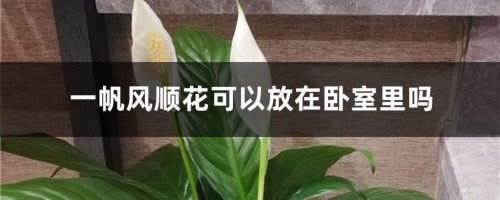 一帆风顺花可以放在卧室里吗