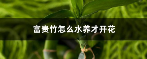 富贵竹怎么水养才开花，怎么样才能更旺盛