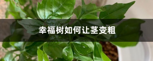 幸福树如何让茎变粗