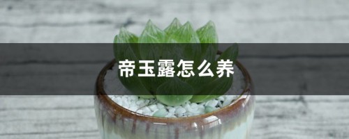 帝玉露怎么养